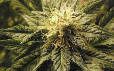 Cannabis a scopo terapeutico “made in Italy” da gennaio in farmacia